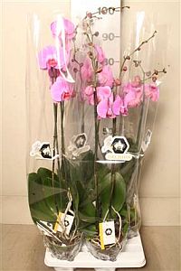 Phalenopsis orchid pot 100 chm heigth